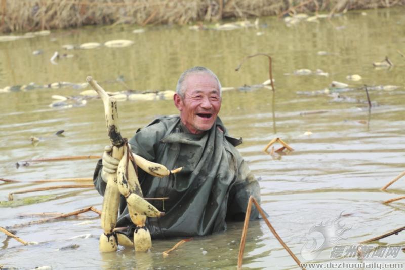 每次采到藕 時(shí)開德都會(huì)露出喜悅的笑容