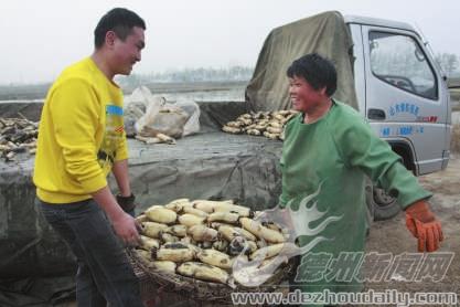 販藕人將出水的蓮藕分類 準(zhǔn)備裝車