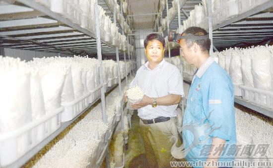他帶領研發(fā)隊伍，研發(fā)的品種不但長勢好，產(chǎn)量也達到國內(nèi)最高。
